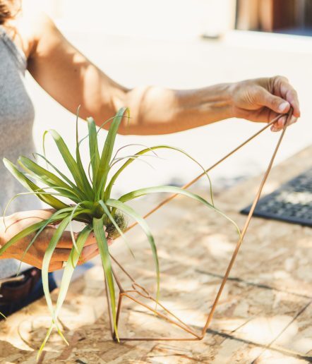 person holding an air plant