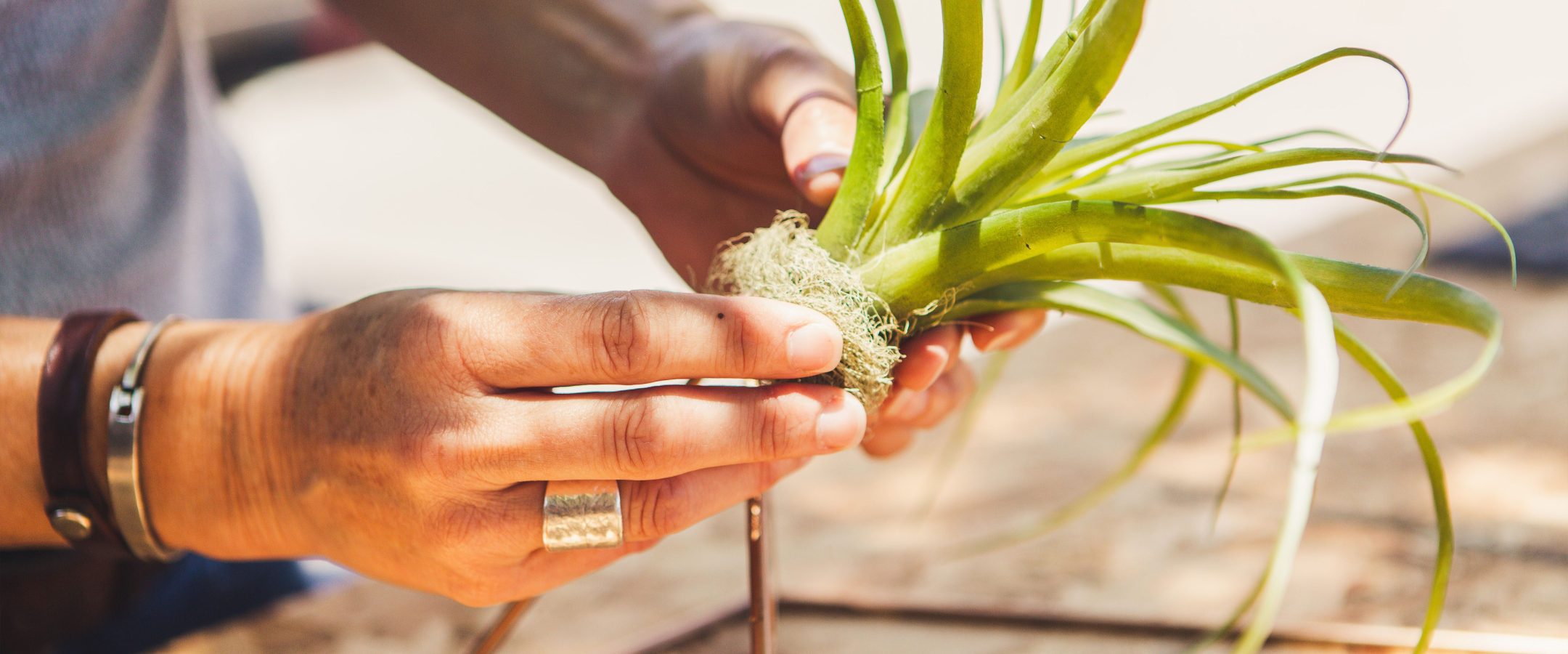 person holding an air plant ready to mount on a pedestal