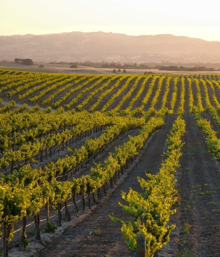 A vineyard at sunset with pink and gold skies.