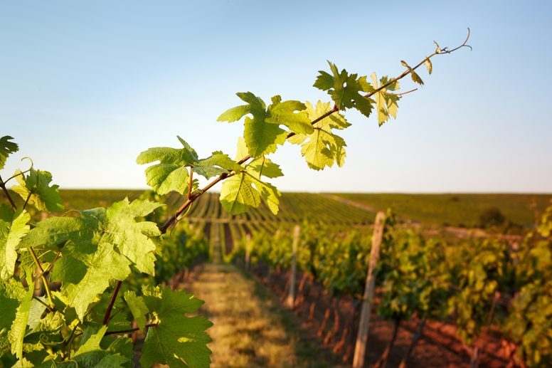 Photo vine leaves in the background view on vineyard through the fresh leaves of trees