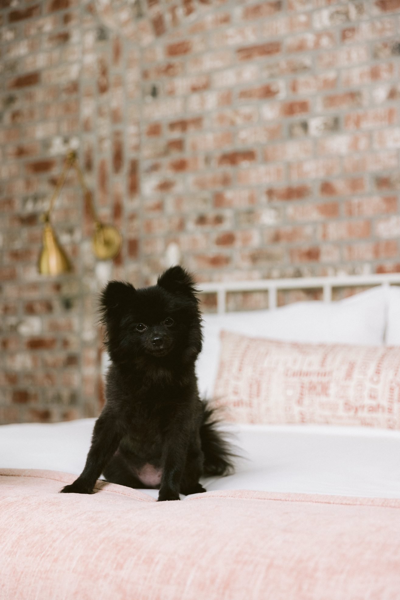 a small black don sitting on the end of a bed with a brick wall behind it.