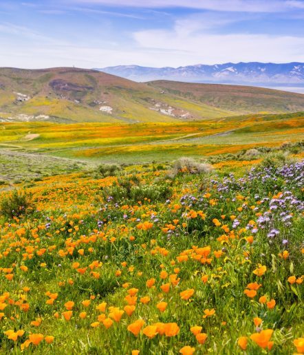 Wildflowers blooming on the hills in springtime, California