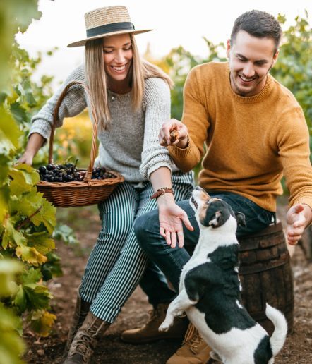 Grape harvest. Happy young couple in vineyard picking up grapes and playing with dog