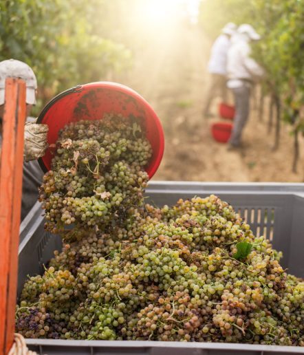 Grape harvesting for wine making storytelling: Italian vendemmia in Tuscany