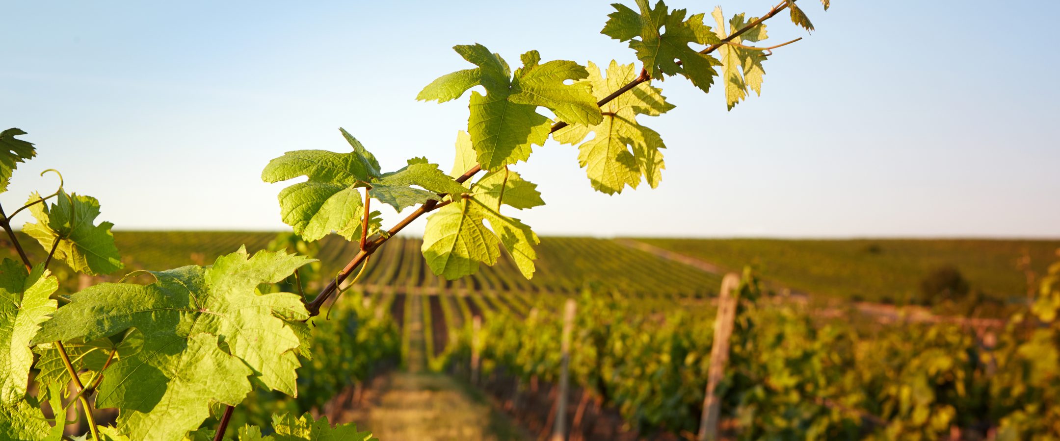 Photo vine leaves in the background view on vineyard through the fresh leaves of trees