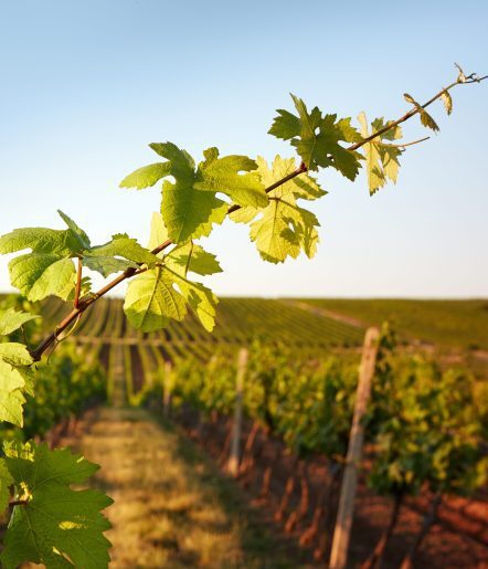 a close up of a grape vine in a vineyard