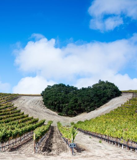 a vineyard with a heart-shaped grove of trees on the hillside.